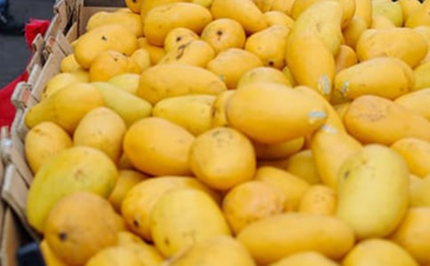 芒果的說明文作文(通用45篇)