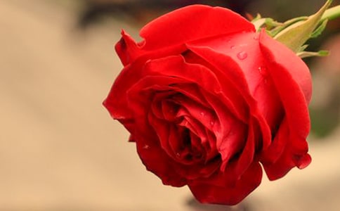 ���꼉�ԡ�С¹��õ�廨���̌W(xu��)��˼����