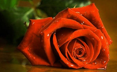 關(guān)于玫瑰的句子