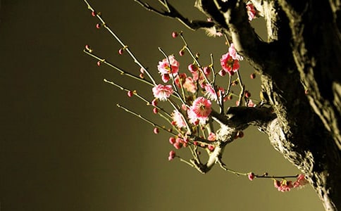 �茑÷���ɫ��Ԋ