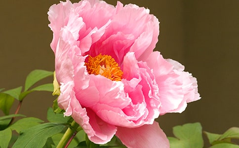 描寫牡丹花的詩句