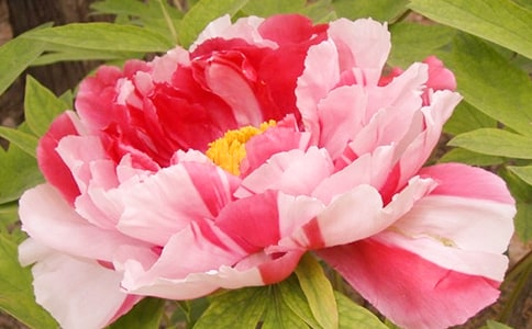 牡丹花開落散文