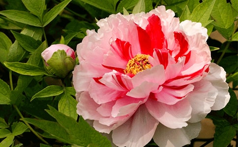 ĵ���Jӛ����Ѻ��ͬ