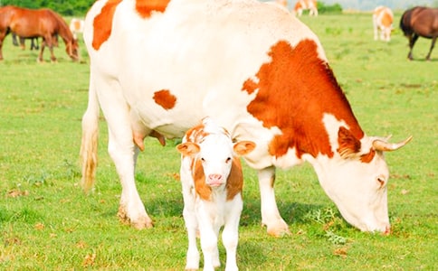 ��ţ���꼉(j��)����