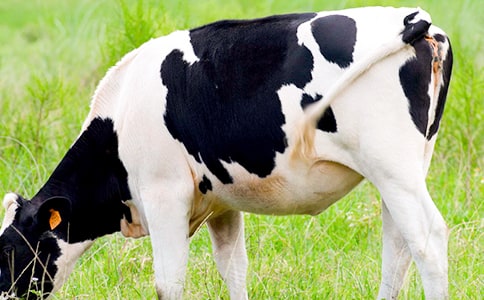 奶牛買賣合同協(xié)議書