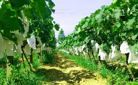 ��W���r(n��ng)�Ҙ��Ļ�Ӳ߄���