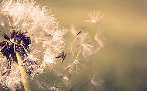 ��������ѹ�Ӣ�̰�