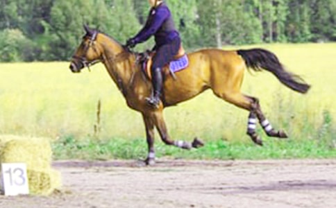 騎馬作文300字九篇