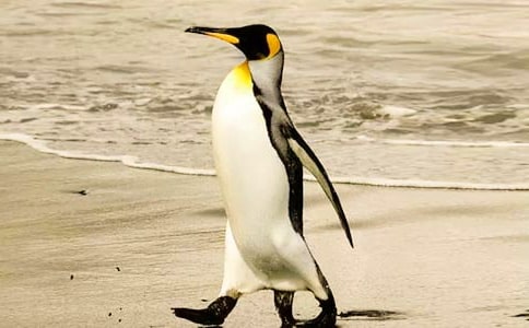 為什么北極沒有企鵝