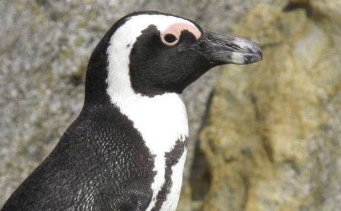 《帝企鵝日記》觀后有感700字范文五篇