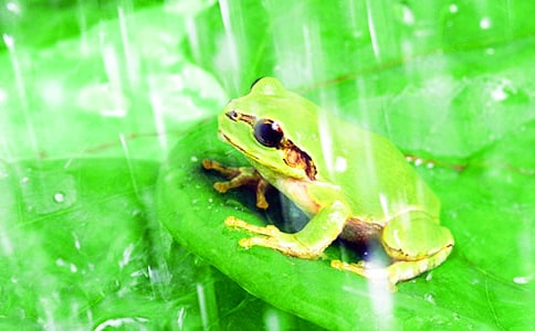 精選青蛙啟示作文300字三篇