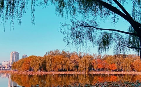 ��������ɢ��