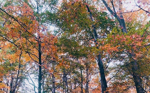 秋日私語的散文詩