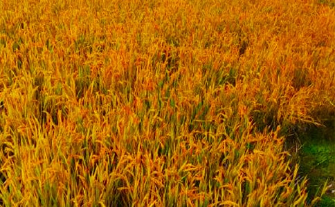 �����r(n��ng)�������ջ�Ӻ����ģ����x12ƪ��