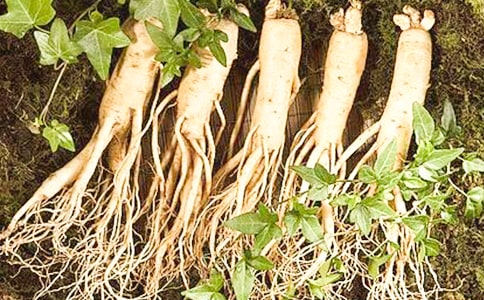 總結(jié)人參的功效與作用