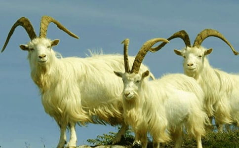 ɽ����ɽ,ɽ��ɽ��ǵ���һ��