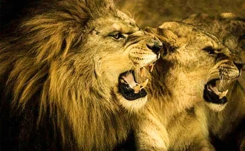 ��ֻС�{���f�n��