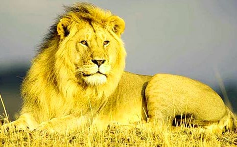 ���{�Ӻ�ɽ�򡷽̰��O(sh��)Ӌ