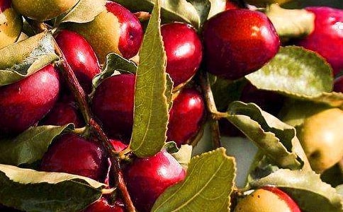 一份水果店創(chuàng)業(yè)計(jì)劃書(shū)