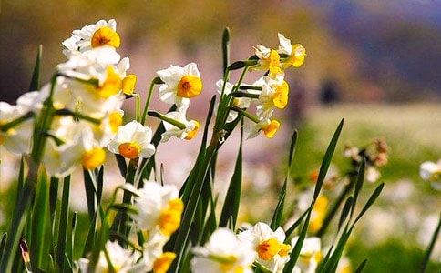 水仙花的三年級作文