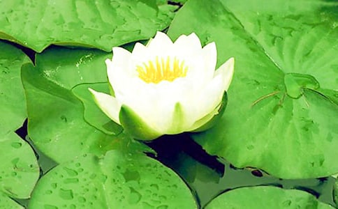 池塘里有兩朵小睡蓮優(yōu)美散文