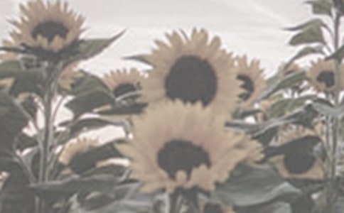 永遠(yuǎn)的太陽花經(jīng)典散文