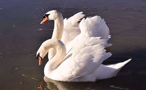 �]���Ͱ����Z��һ��ɢ��