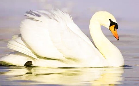 �����Z�Ĺ��¡��̌W(xu��)��˼(13ƪ)