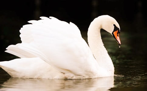 觀《天鵝之死》有感
