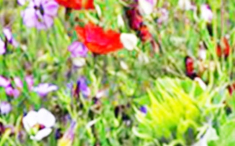 有關(guān)三年級田野作文3篇