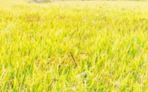 ����Ұ������ɢ��