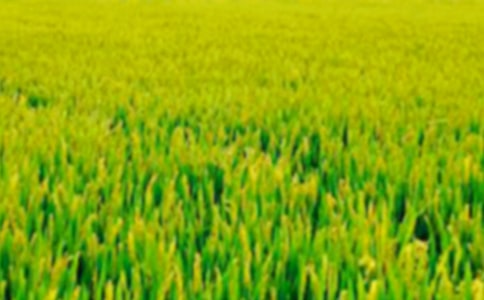 【實(shí)用】田野作文300字9篇