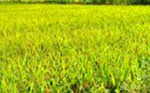 失落的田野散文