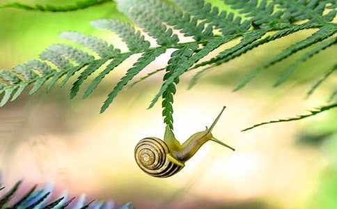 【推薦】蝸牛發(fā)現(xiàn)作文九篇