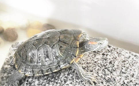 【實用】烏龜朋友的作文三篇