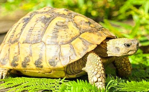 ���Y(ji��)������B(y��ng)����?sh��)�С���?/></p><h2>�������Y(ji��)������B(y��ng)����?sh��)�С���?</h2><p><strong>���������B(y��ng)��?sh��)ķ����Ͳ��E</strong></p><p>����1��������R�����Ѷ�֪���������Ǖ����ߵăɗ���(d��ng)����ǬF(xi��n)���B(y��ng)�ڼ��еĞ����������҃�(n��i)�Ĝض��^�ߣ����o���������������@�ӵ������҂���(y��ng)ԓ��Щʲô��?</p><p>����2��������ŏ�ÿһ���10�·��_ʼ�L�_(d��)����Ķ�������9���_ʼ��Ҫ׌���D�D�����һ��2������һ��(g��)������������Խ��֬��������10��������ʳ�������Ԝص�ˮ���ݞ������Ü�ˮ�̼����ű��������c�����������w��(n��i)�ļS���ŸɃ���</p><p>����ͣʳ�İ�����Ϳ��@Щ֬���������ض��{(di��o)����28�������͕�������ʳ��������Ӝ��@�N��B(t��i)���������ڃ����֬�����^�٣��ܿ�����?y��n)�o����(ji��n)�ֵ���ػ�������������</p><p>����3���mȻ��Ҫ���������ǜضȺ͝�ȶ�Ҫ�úõ�.�{(di��o)��(ji��)�������Ķ��߷�����������(n��i)䁝�ĺ�ɳ�����È�(b��o)�����F(tu��n)���w���������Լ��@�M(j��n)ɳ����˯�X���낀(g��)��һ���a(b��)ˮ������ɳ�Լ���(b��o)���ĝ���</p><p>����4������(g��)Խ�����g���^β��֫���s�뚤��(n��i)���pĿ�o�]����ʳ����(d��ng)����й��ֱ�����U���Ƅ�(d��ng)λ�����@�U�f���(f��)�K����Щ���ښ�؝�Ȳ��m��(y��ng)���t���y���@�U��</p><p>����5����λ�B(y��ng)����?sh��)��������҂���Ҫ�?x��)���������������׃�����@�Ӟ����ŕ��ܺõ����L�l(f��)����ֳ��</p><p><strong>����������ô��B(y��ng)����</strong></p><p>����1������?sh��)���B(y��ng)�����f�y���y�f����Ҳ������������������(x��)�Ը��S����Ȼ��Ą�(d��ng)��һ�ӣ�����Ҫ���ߵ������Ե��˶��������͕����Բ������������ڶ���֮ǰ����Ҫ�������M(j��n)ʳʳ������������?sh��)��M(j��n)ʳʳ�ﲻ���Ԓ����ô���˶����������ܾ͕����I����</p><p>����2��Ȼ���ڶ����ĕr(sh��)�����������Բ�������һֱ˯�����҂�Ҳ��֪�����Ƿ�������@��ô�k��?��Ҫ�Дඬ���Ğ����Ƿ��ǻ���������Ҫ���ˮ�أ�����Ԍ�С��������30�����ҵ�ˮ�����@�r(sh��)�򿴿������ǲ��Ǖ���(d��ng)�����������(d��ng)�����ܾ���������</p><p>����3����(d��ng)����Ҫ���ߵĕr(sh��)������߀��Ҫ�o����һ��(g��)�ǳ���ů���m�ġ������@�Ӳ��܉�׌�����ܺõ�ȥ������׌�����ܺõĶ��ߵġ�����һ�����b��һ�������ĺ�ɳ��������Ȼ�����������һЩ���F(tu��n)����Ì����F(tu��n)���w����(g��)ɳ����Ȼ���㌢�����������棬���͕��Լ��@�M(j��n)ɳ�������˯��</p><p><strong>�����B(y��ng)��ע�����(xi��ng)</strong></p><p>����1������һ�������Ҝ؞�13��һ�µĕr(sh��)��͕��M(j��n)�붬�������M(j��n)�붬�ߵĕr(sh��)��������?sh��)��^����֫�����տs�M(j��n)�뚤��(n��i)�������p�۾o�]�����Բ���Ҳ����(d��ng)����ȻҲ������й��</p><p>����2��һ��������ߜض���1-10�����m�˵���Ҫ�ǜضȲ���Ĳ���(d��ng)����(d��o)�����K�Ѿ�������ɞ����w���������@�r(sh��)��������ճɞ�������������Ҫ�����Ҝ���һ���ķ���֮��(n��i)������(d��ng)��Ҫ̫��</p><h2>�������Y(ji��)������B(y��ng)����?sh��)�С���?</h2><p><strong>����һ�������B(y��ng)����ע�����(xi��ng)</strong></p><p>����1.�������������(�w�p����ˮ)����</p><p>�������俹���������������w�|(zh��)�^��^�����g�w��(n��i)�B(y��ng)�����ĺ�ò����a(b��)�����w����֧��������</p><p>������(y��ng)�ȴ�ʩ������(d��ng)����������������(�w�p����ˮ)�����Ƶ��҃�(n��i)����ι�B(y��ng)�^��������ʳ�ú�ˎ��̎����</p><p>����2.��(qi��ng)�ƞ����^��</p><p>�����˞�،������]�����^�����h(hu��n)��������Ó�xˮԴ�����Ȳ���ˮ�����ܾS���^�����g΢������ꐴ��x����ȱˮ�ݽ߶�������</p><p>������(y��ng)�ȴ�ʩ�����Ҫ׌�����^�����g�܉����ɵغȵ��Ƀ���ˮ(ˮ��Ҫ�Qˮ)���ṩ����m�˵ĭh(hu��n)����</p><p>����3.��ǡ��(d��ng)?sh��)�Ͷ�?/p><p>�����^�����g��ǰ��������(d��ng)?sh��)�ιʳ����������������й��y(t��ng)�ļ����Ͳ��l(f��)�Y��������</p><p>������(y��ng)�ȴ�ʩ��</p><p>����(1)�h(hu��n)���ض�20�����²�Ҫιʳ(�ɏV�؅^(q��)һ������11�µ�������2�µ׼s3��(g��)�����ҵ�.�r(sh��)�g);</p><p>����(2)ע������A(y��)��(b��o)���ڏ�(qi��ng)��՚⵽��֮ǰ��3�첻Ҫιʳ�������׃���ǰһ�����^�ߕr(sh��)ιʳ�����ͻȻ�½����ز��ʹ�Ե����������׵��cθ����;</p><p>����4.��������</p><p>�����붬ǰ1��(g��)��ͣʳ���ݜ�ˮ���c����?y��n)����^�����g(11�µ�������2�µ׼s3��(g��)�����ҵĕr(sh��)�g)��(j��ng)��������ů�ܶ��죬��?sh��)���йϵ�y(t��ng)߀�Ǖ�������(һ��Ҫ�_��ˮ��)��ֻ���������չ��ܺܲ����ڭh(hu��n)���ض�5������Ҫ�б��ش�ʩ;���^�����g(11�µ�������2�µ׼s3��(g��)�����ҵĕr(sh��)�g)��Ҫ��_�@����?sh��)Ķ��?��η���(f��)���ߺ��K��Ҳ�������?sh��)����?��</p><p><strong>�����������������ô�B(y��ng)?</strong></p><p>�����ў����ŵ������������������ʯ(����ɳ�Ӵ���)�������w���~����ʯ(ɳ��)Ҫ����������ץ�������ɼ�ɢ��Ҳ�����҃�(n��i)�������ڷ��ݵ�һ�ǻ���ӵ�һ߅�ѷ�30cm���ɳ������(d��ng)�ضȽ���һ���̶ȕr(sh��)�����������Н���ɳ�����M(j��n)�ж������������g������ɳ�ѱ��渲�wһ�ӵ��ݻ���~������ɳ�ќض��^�͡�</p><p>�����҃�(n��i)��������Ҫ�����܇��h(hu��n)�����o��߀Ҫע���ֹ�󺦣���ֹ����Խ�z����?y��n)鶬�����g������ػ������ض��^�ߕr(sh��)����Ҋ�����K�ѻ��(d��ng)����(d��ng)�ض��ٴν��������֕������@��ɳ���M(j��n)�붬�ߠ�B(t��i)��</p><p>����ˮҪ��(j��ng)���Q������ˮ�|(zh��)�坍��ˮҪ���^����������?y��n)�����ԁ�ˮ����ຬ���Ț⡣С����ι��ʳ��Ͷ�����������x������@�N�����������У�������LѸ����</p><script>s(