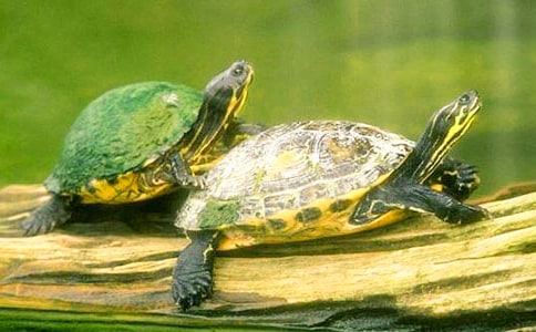 ��С�����_�꡷����Z�Խ̰�