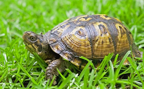 ����Ӣ����ʲô ��ʾ����Ć��~����Щ