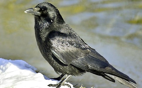 喜鵲和烏鴉的寓言故事