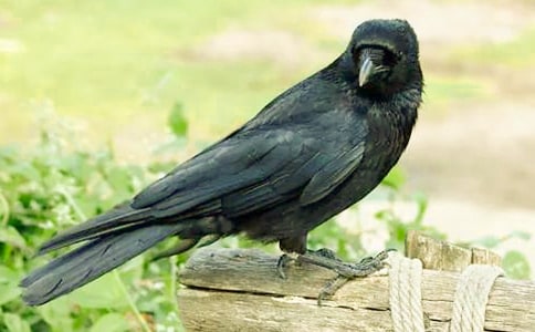 《烏鴉喝水》評課稿(7篇)