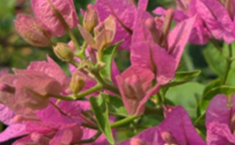 2021���ܰ���簲΢�ņ����Z�ϼ�33��