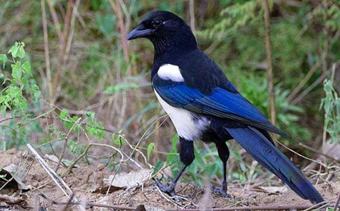 С�W(xu��)ϲ�o250������