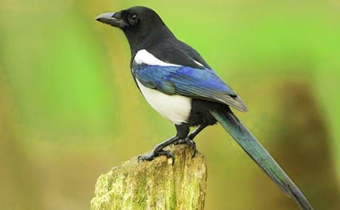 鷹和喜鵲寓言故事