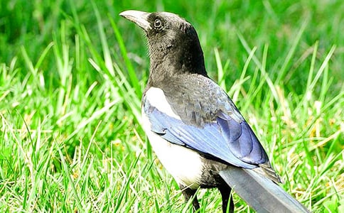 ���¡������ϵ�ϲ�o���̌W��˼���ģ�ͨ��3ƪ��