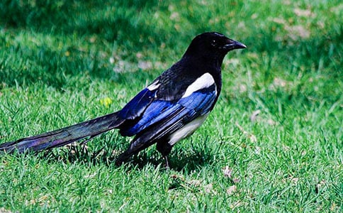 ��Сϲ�o�ăɂ��ҡ��̌W��˼