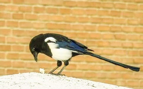 �P(gu��n)���茑ϲ�o��С�W(xu��)������3ƪ