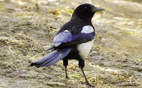 ϲ�oͯԒ����ʮƪ