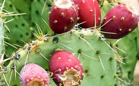 觀察仙人掌作文精選15篇