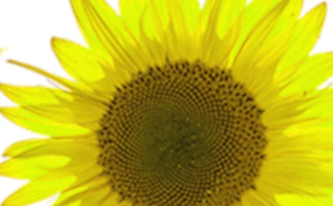 ���տ��Ę����茑