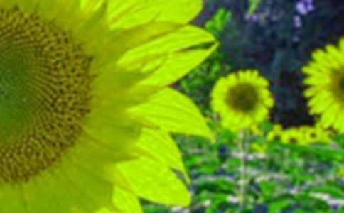 劉梅花向日葵閱讀答案